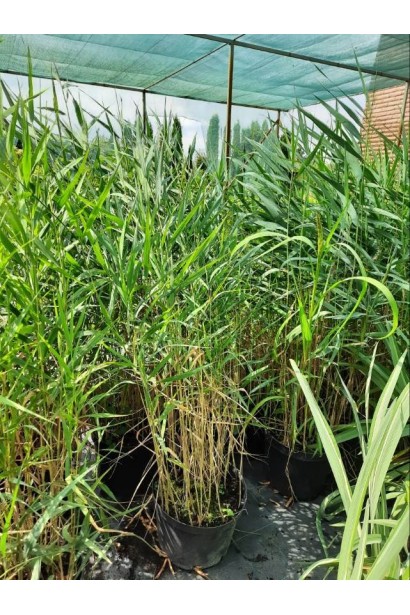 Бамбук Фаргезія Мюріель 10л/вис.100-130см/Ø50-60см